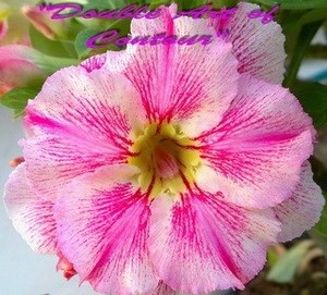 (image for) New Adenium \'Double Art of Contour\' 5 Seeds